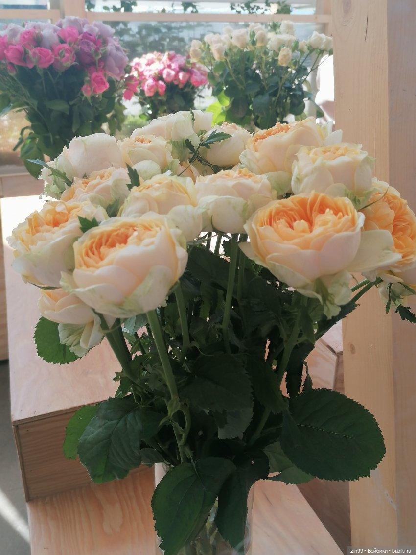 Выставка цветов на ВДНХ — Куклы Rainbow High (Рейнбоу Хай