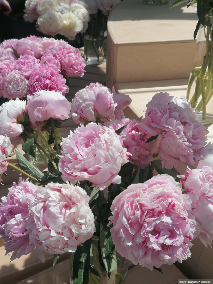 Выставка цветов на ВДНХ — Куклы Rainbow High (Рейнбоу Хай