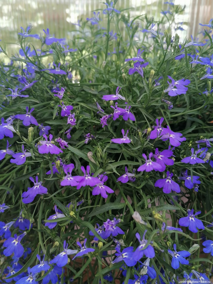 Выставка цветов на ВДНХ — Куклы Rainbow High (Рейнбоу Хай