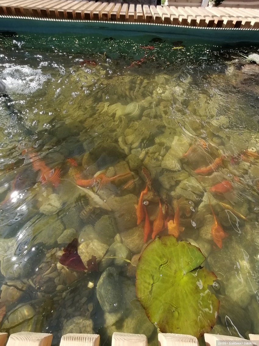 Рыбная неделя в Москве была