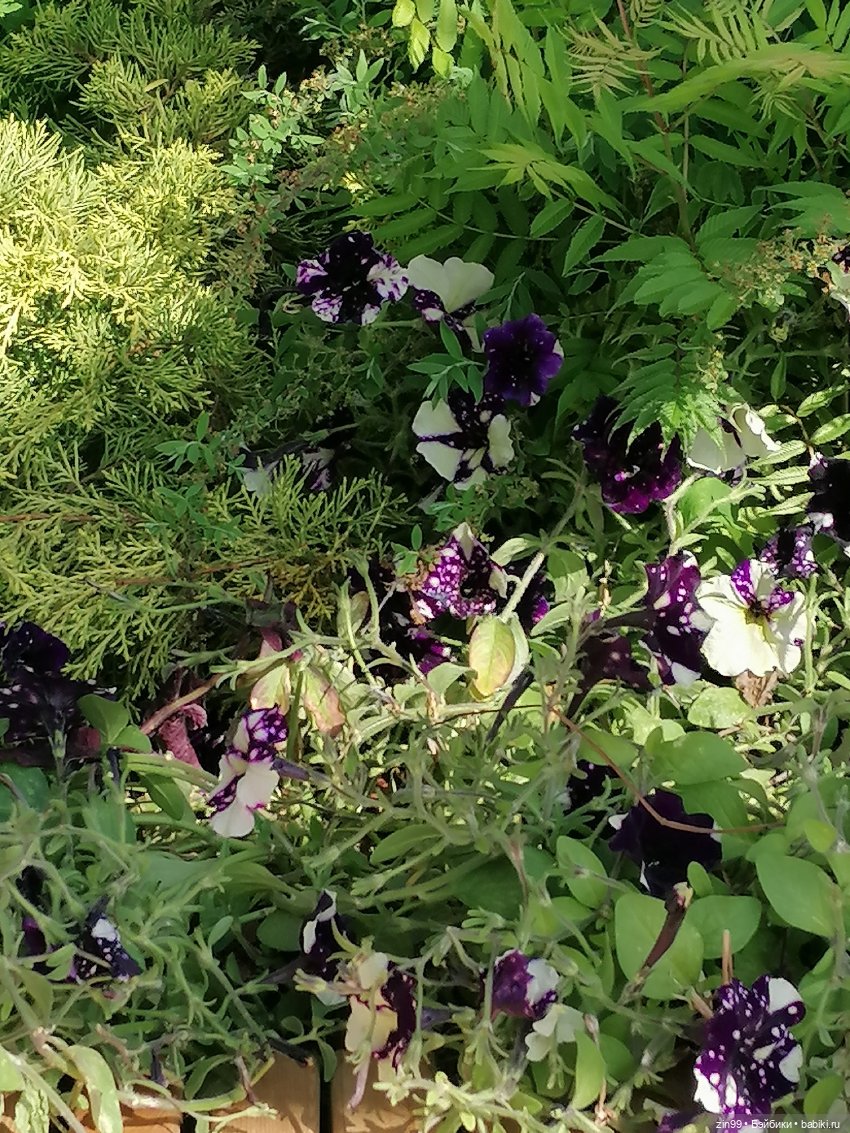 Рыбная неделя в Москве была