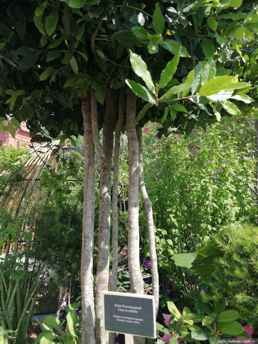 Рыбная неделя в Москве была