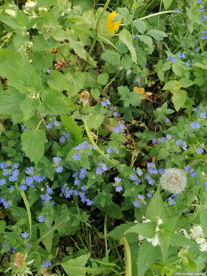 Прогулка с куклами Kidz'n'Cats