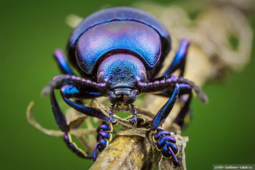 Скарабей, Rainbow High Fantasy Friends | Бэйбики Скарабей, Rainbow High Fantasy Friends (фото 4)