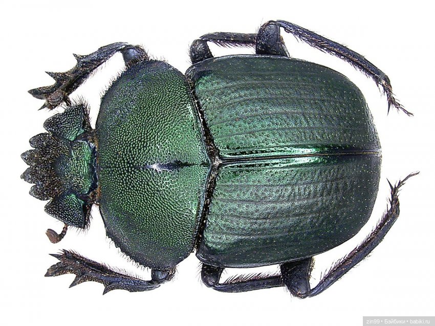 Скарабей, Rainbow High Fantasy Friends | Бэйбики Скарабей, Rainbow High Fantasy Friends (фото 3)