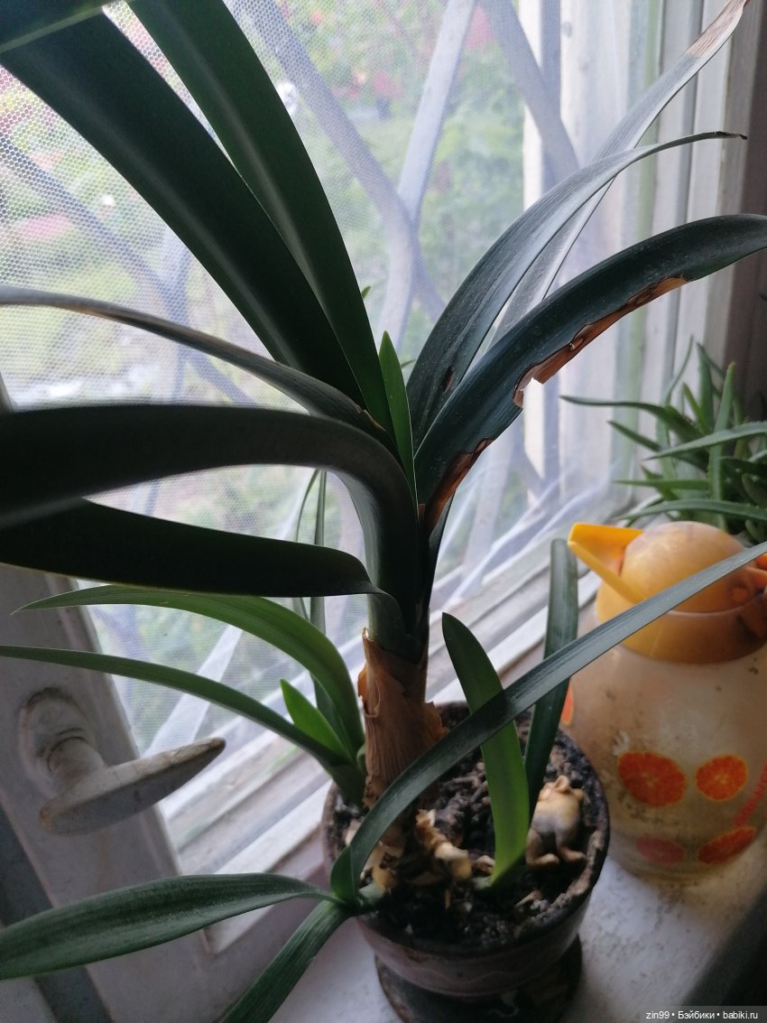 Комнатные растения и куколки (фото 3)