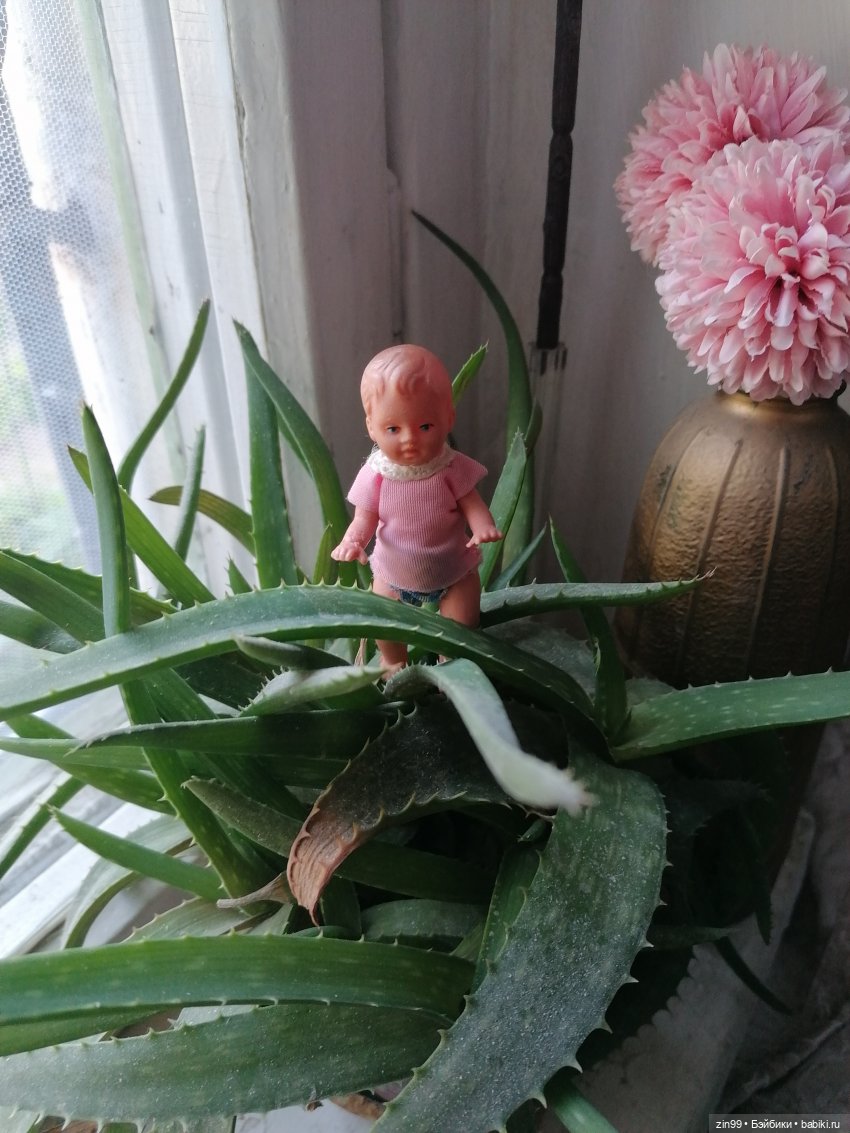 Комнатные растения и куколки (фото 7)