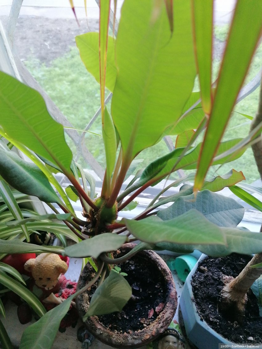 Комнатные растения и куколки