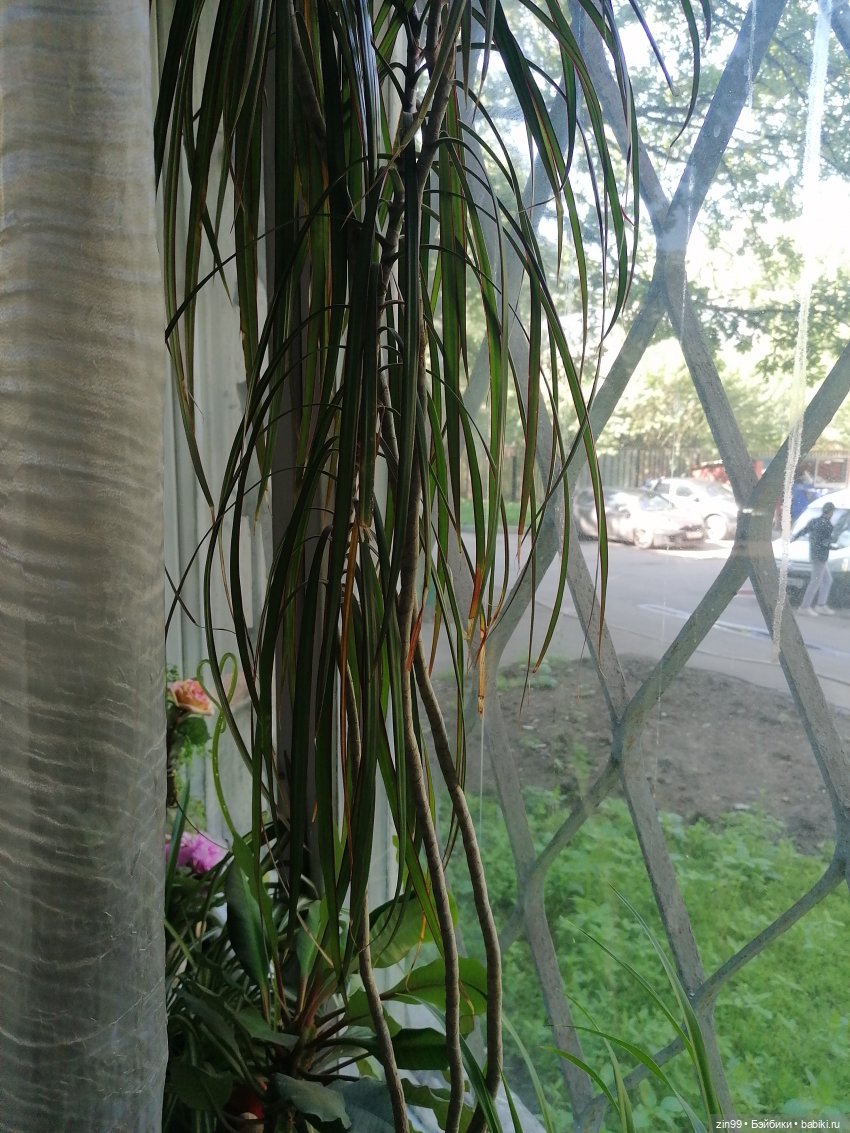 Комнатные растения и куколки