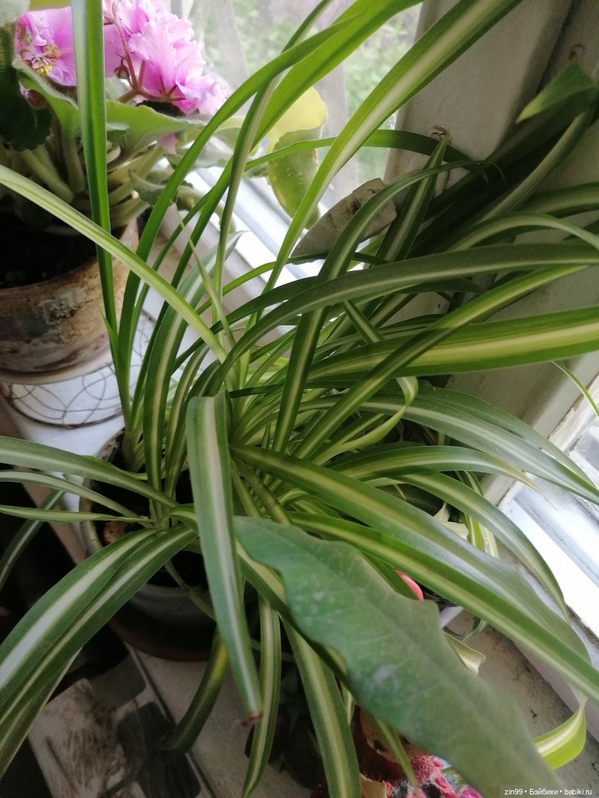 Комнатные растения и куколки