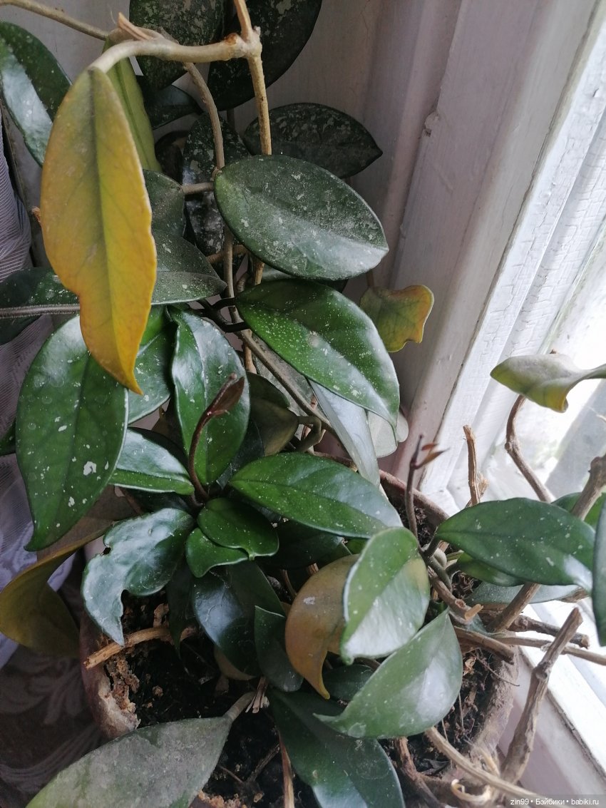 Комнатные растения и куколки (фото 10)