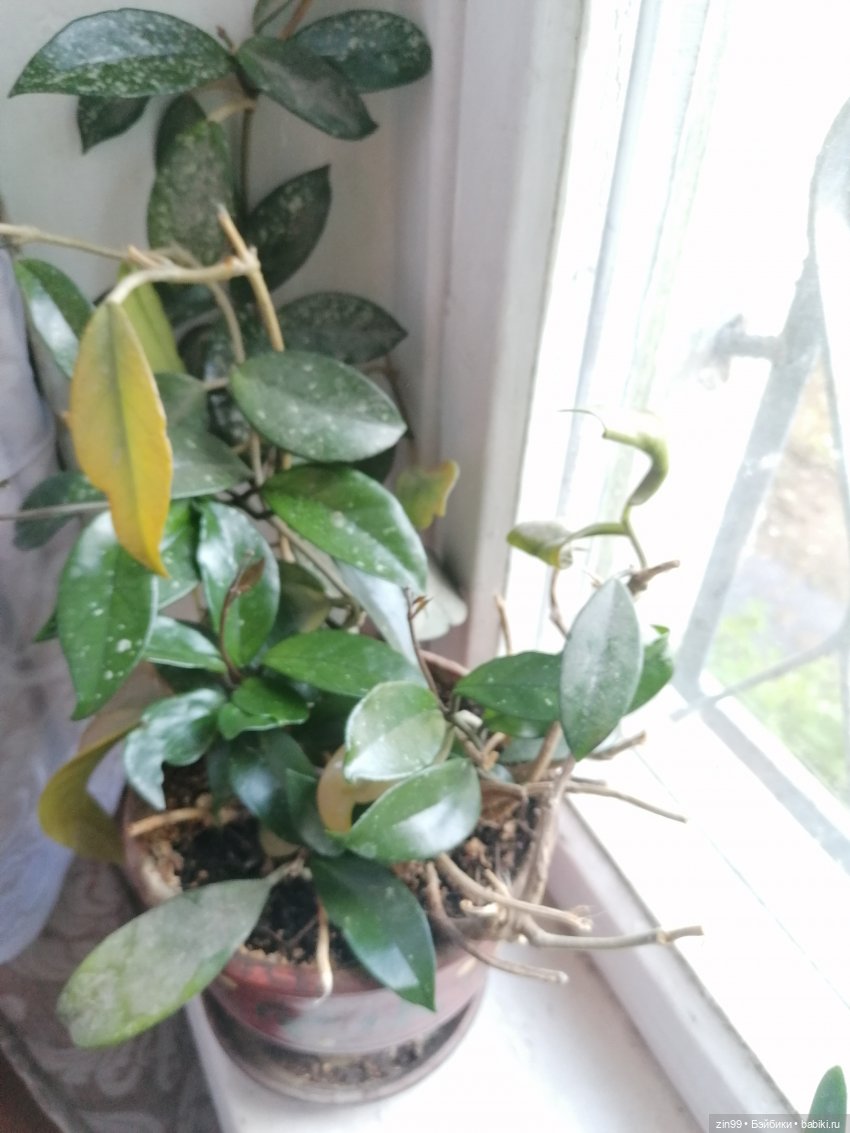 Комнатные растения и куколки (фото 9)