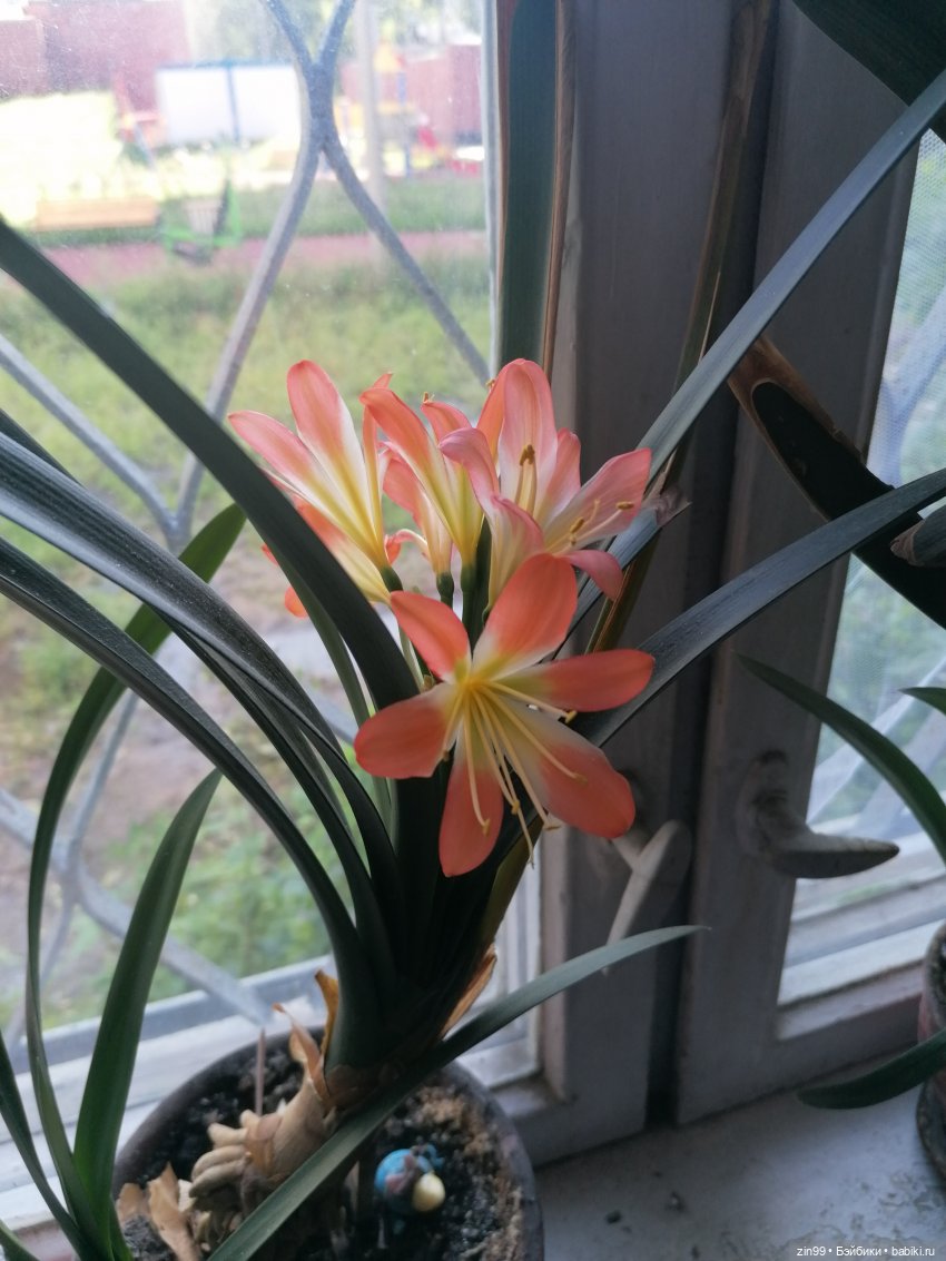 Комнатные растения и куколки (фото 4)