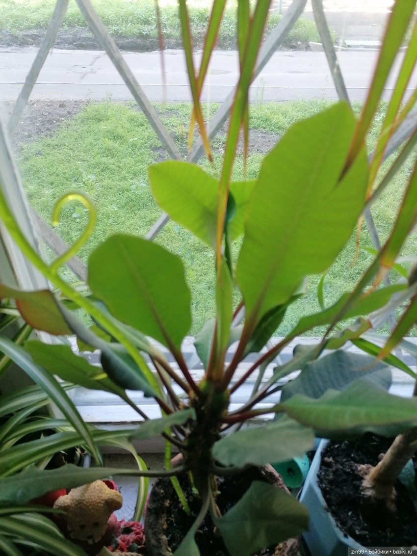 Комнатные растения и куколки