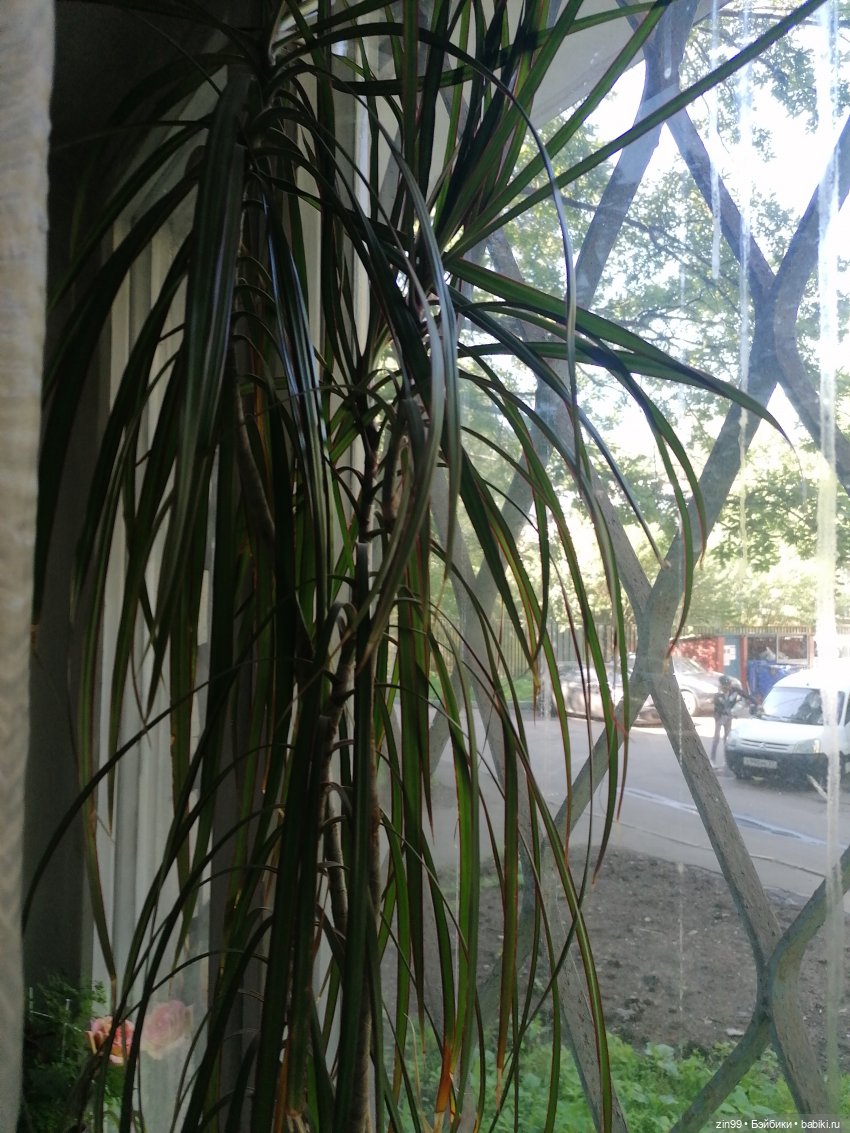 Комнатные растения и куколки