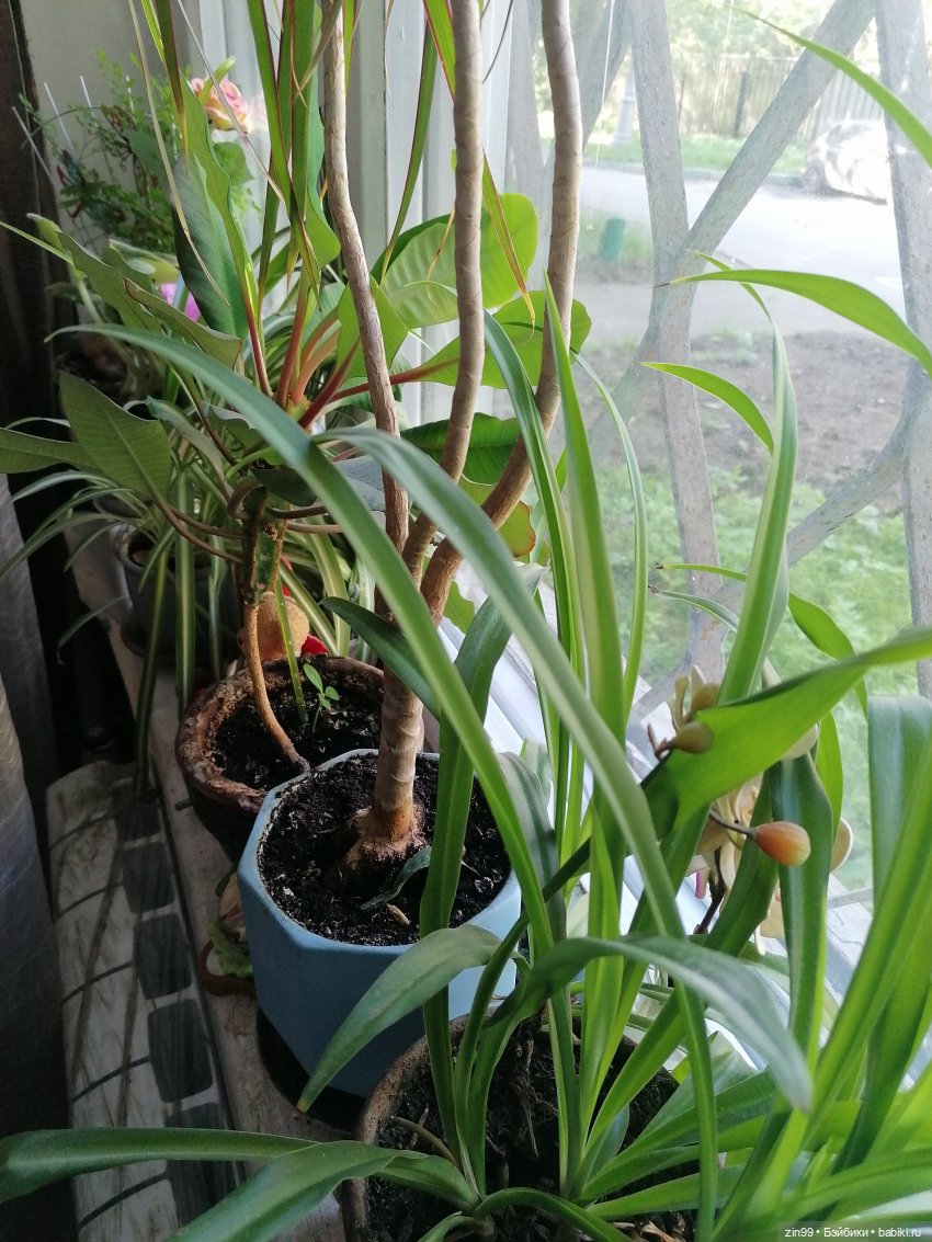 Комнатные растения и куколки