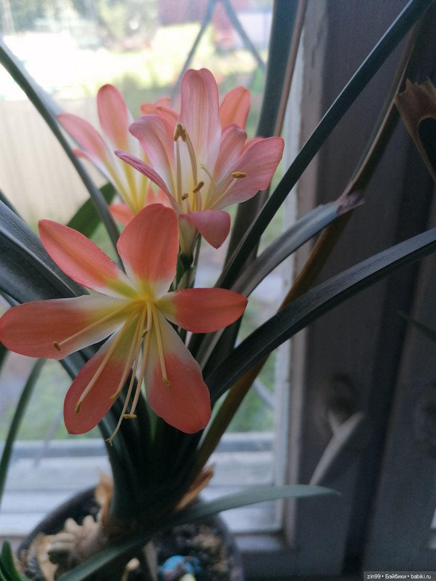 Комнатные растения и куколки (фото 5)