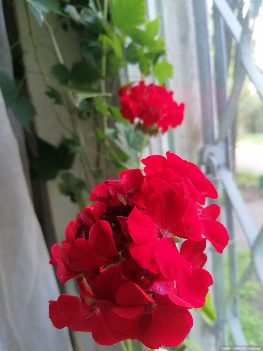 Комнатные растения и куколки