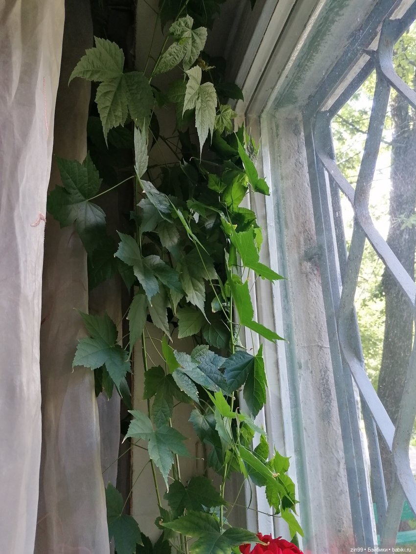 Комнатные растения и куколки