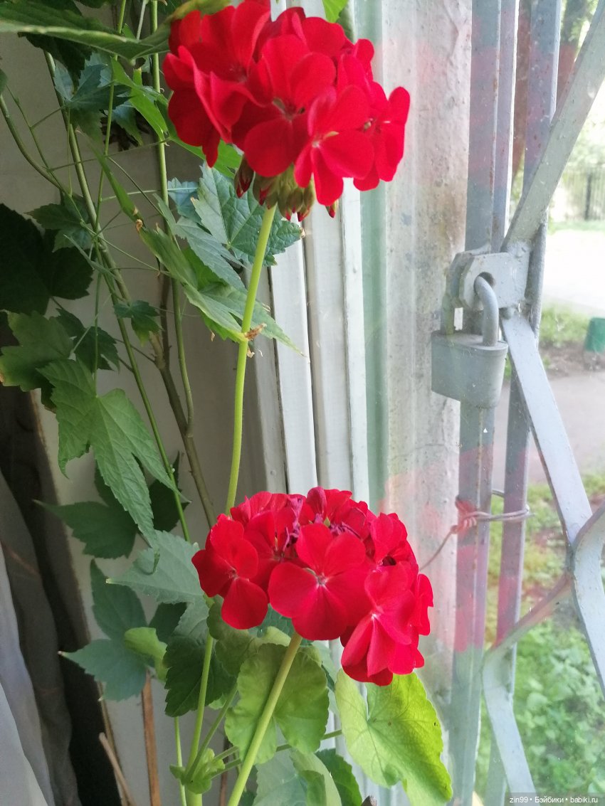 Комнатные растения и куколки