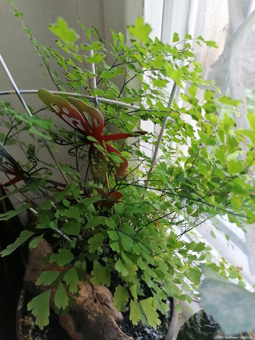 Комнатные растения и куколки