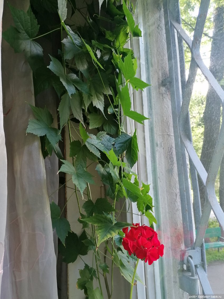 Комнатные растения и куколки