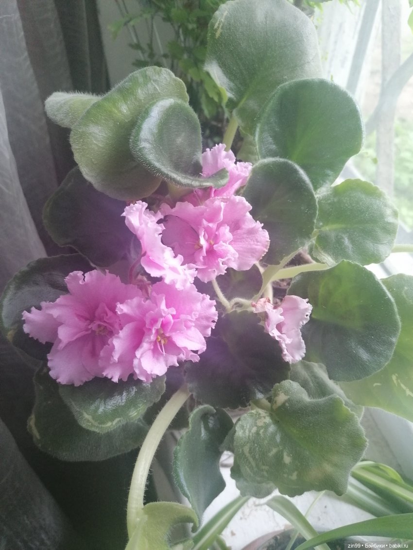 Комнатные растения и куколки