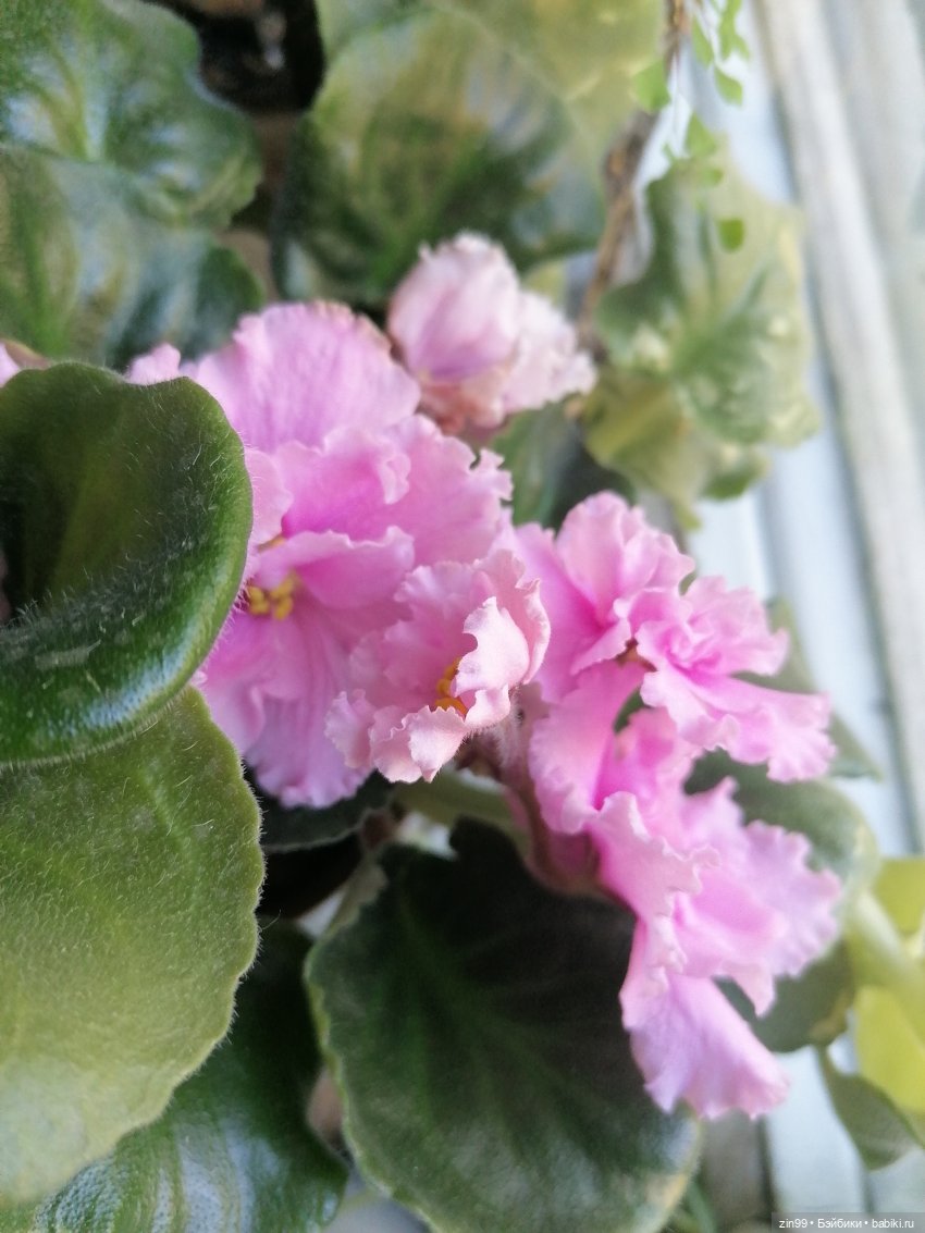 Комнатные растения и куколки