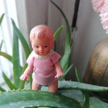 Комнатные растения и куколки