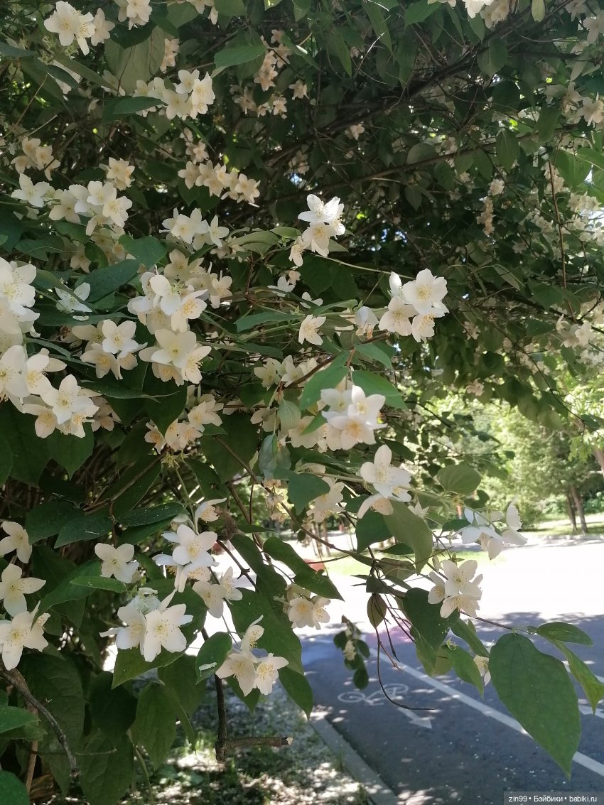 Близняшки Holly-две — Куклы Rainbow High (Рейнбоу Хай