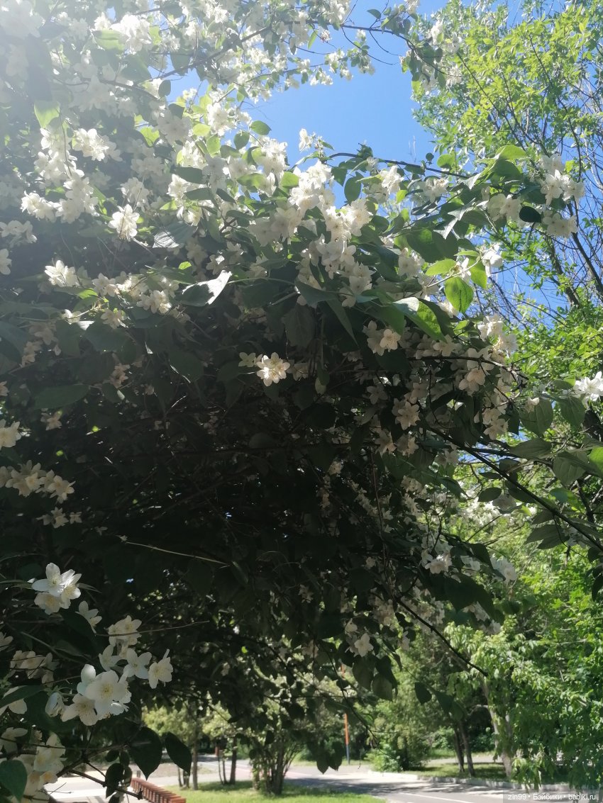 Близняшки Holly-две — Куклы Rainbow High (Рейнбоу Хай