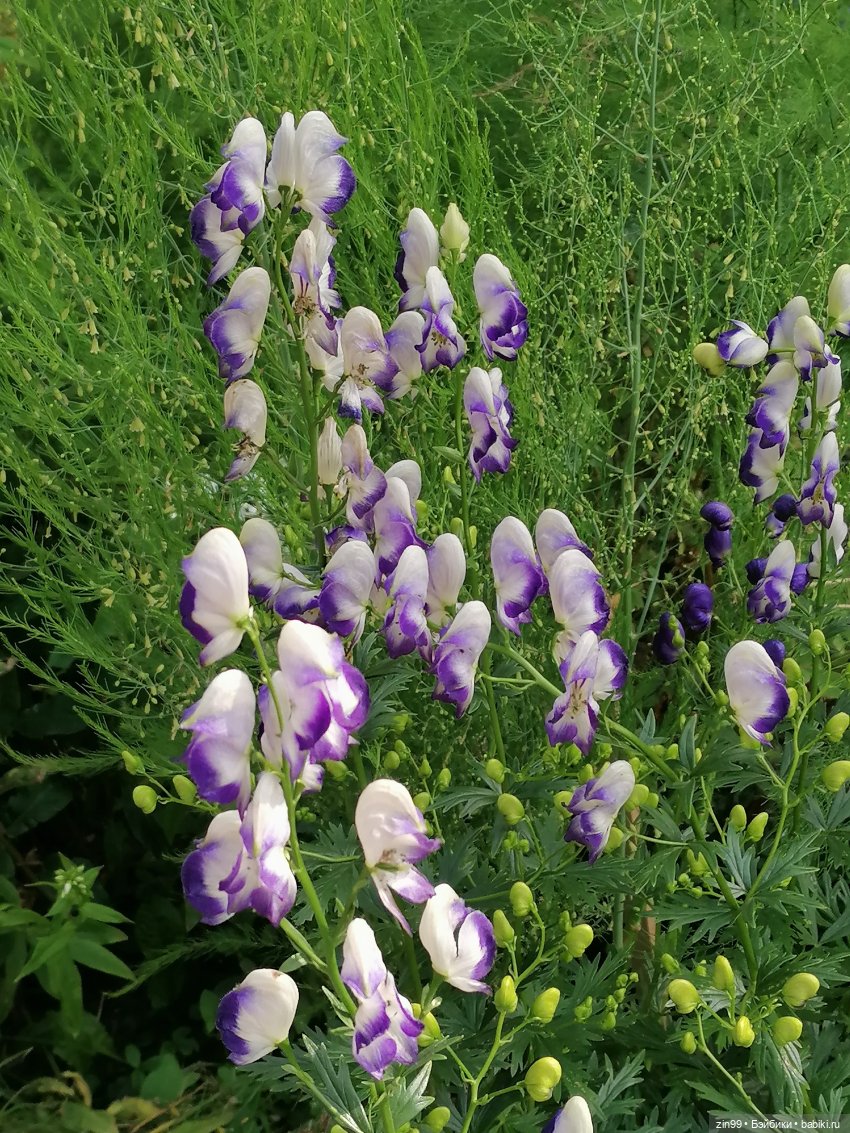 Оливия Вудс — Куклы Rainbow High (Рейнбоу Хай