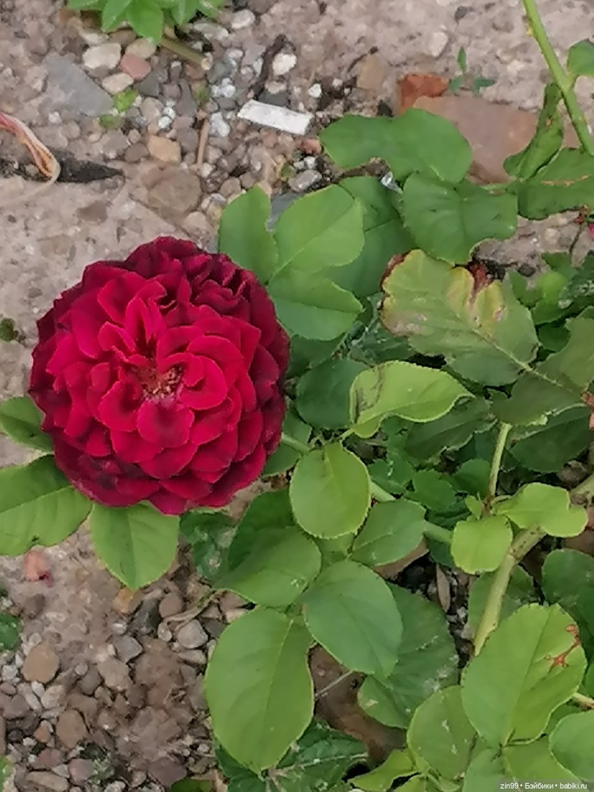 Оливия Вудс — Куклы Rainbow High (Рейнбоу Хай