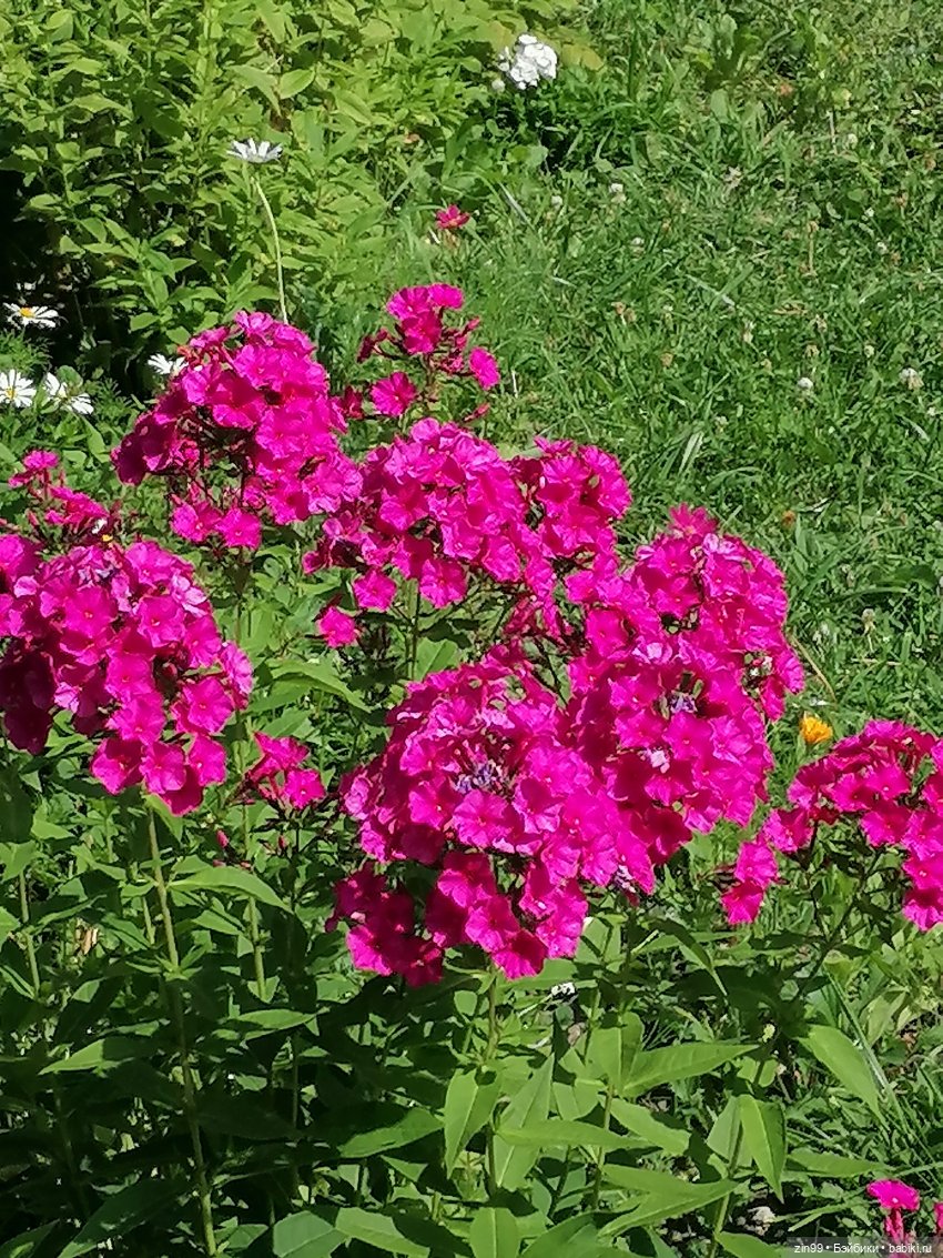 Оливия Вудс — Куклы Rainbow High (Рейнбоу Хай