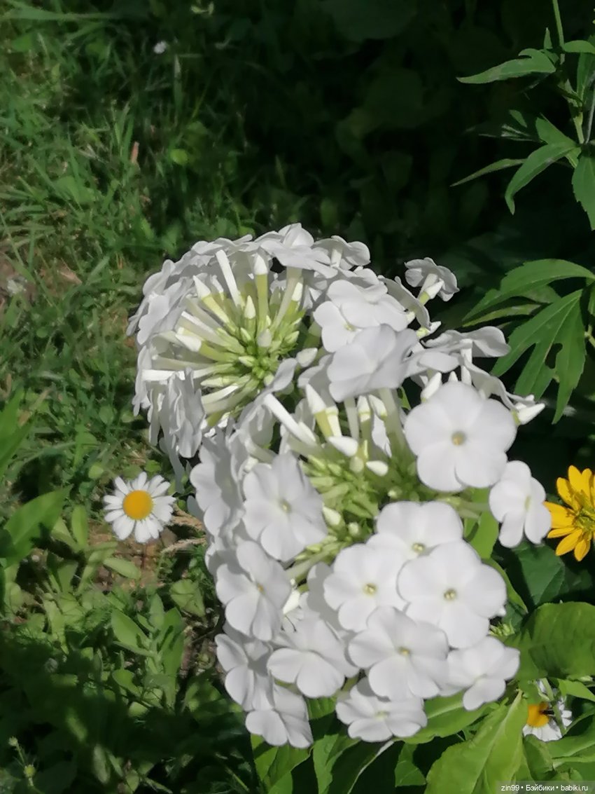 Оливия Вудс — Куклы Rainbow High (Рейнбоу Хай