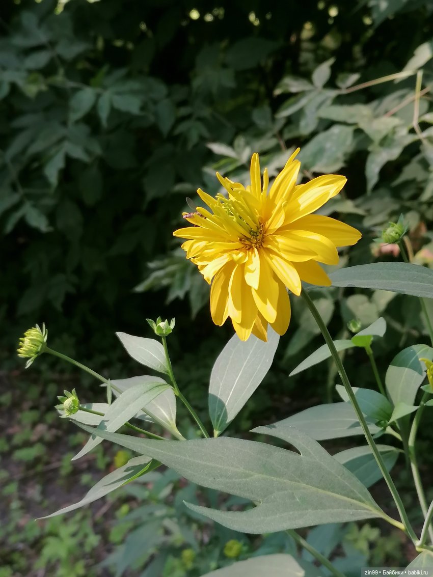 Оливия Вудс — Куклы Rainbow High (Рейнбоу Хай