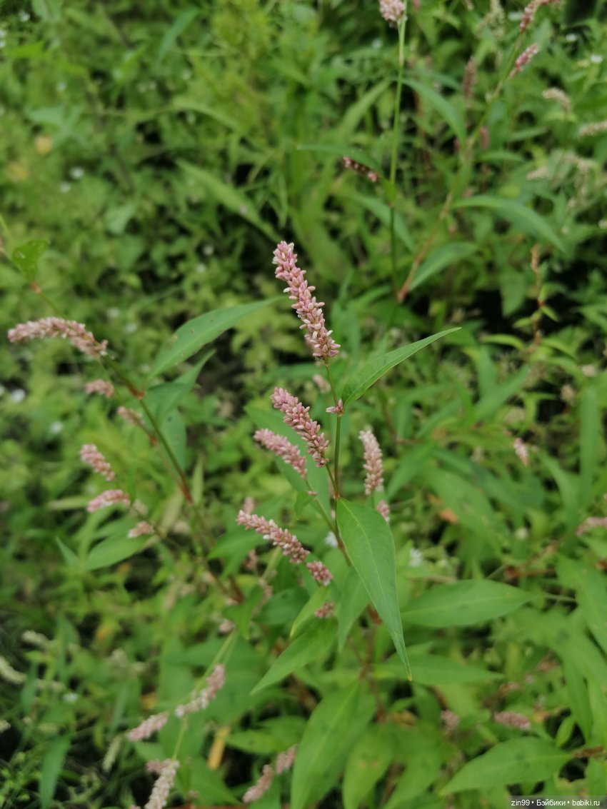 Луна Мэдисон — Куклы Rainbow High (Рейнбоу Хай