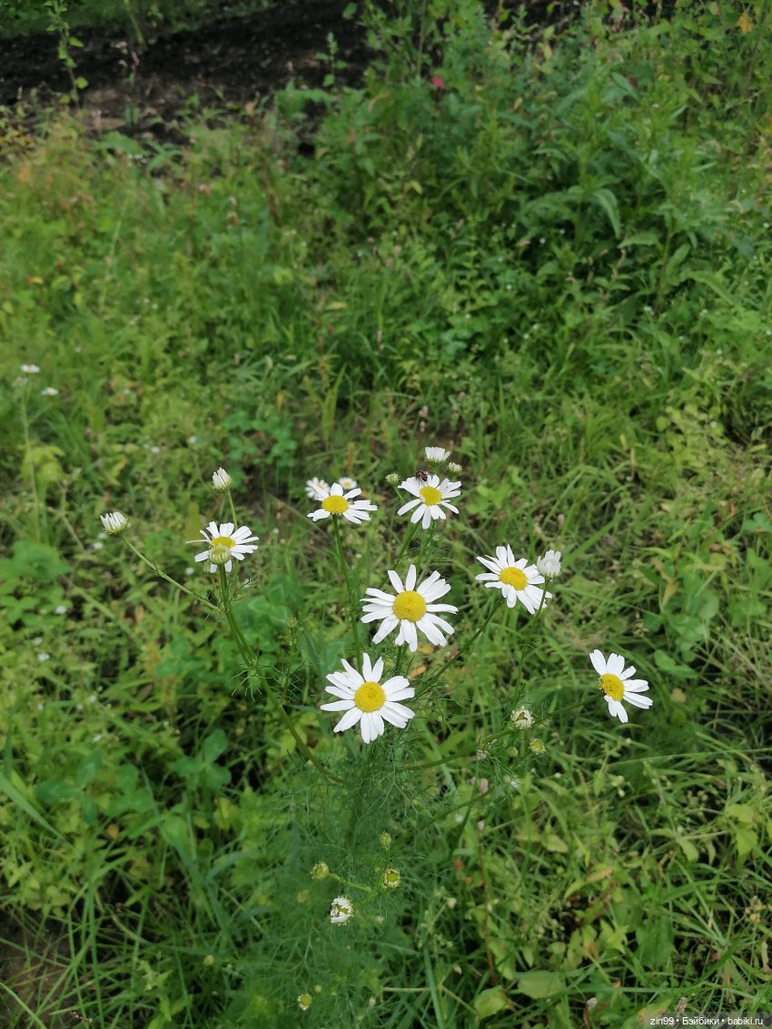 Луна Мэдисон — Куклы Rainbow High (Рейнбоу Хай