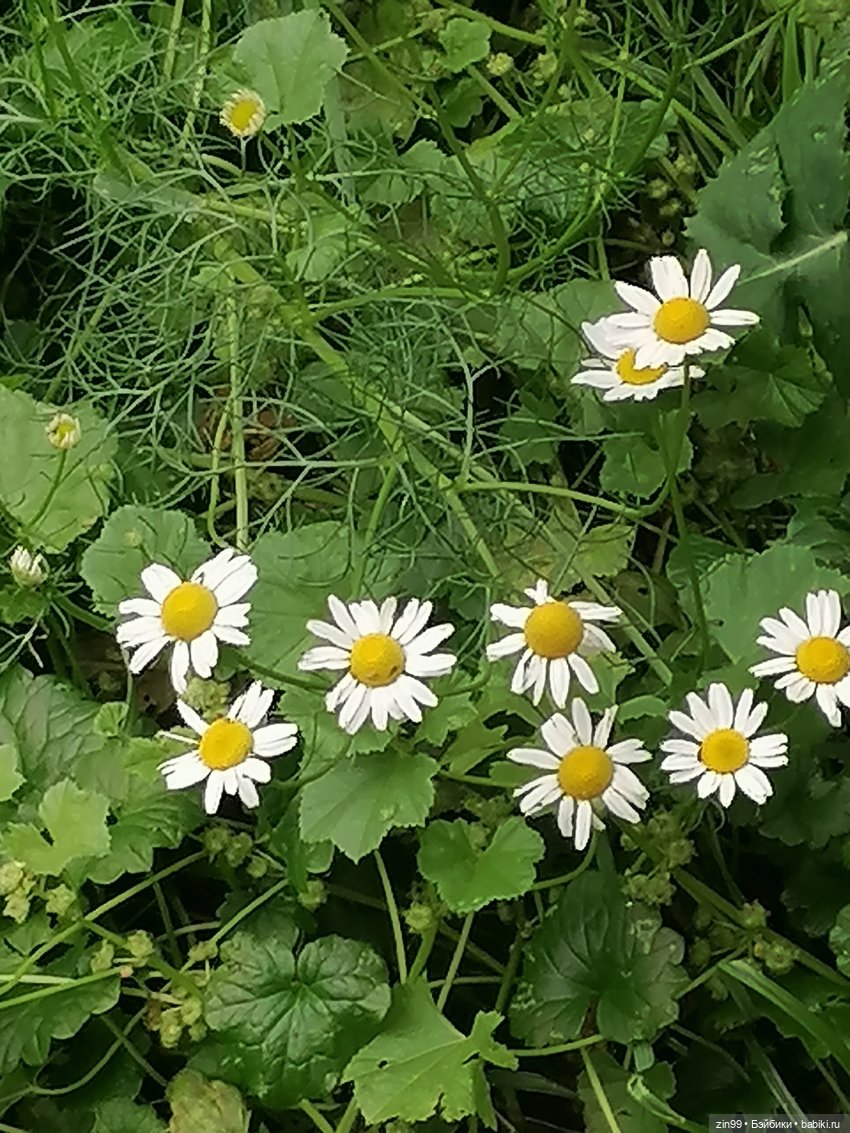 Луна Мэдисон — Куклы Rainbow High (Рейнбоу Хай