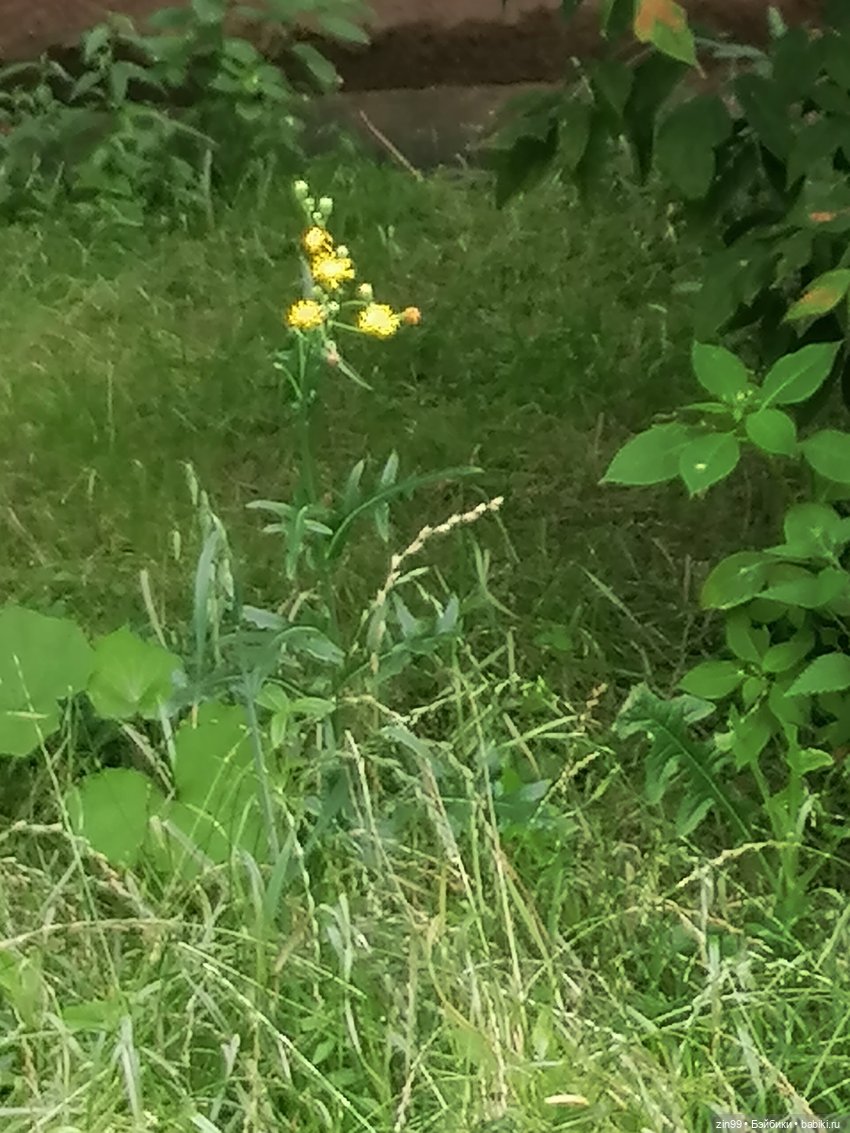 Луна Мэдисон — Куклы Rainbow High (Рейнбоу Хай