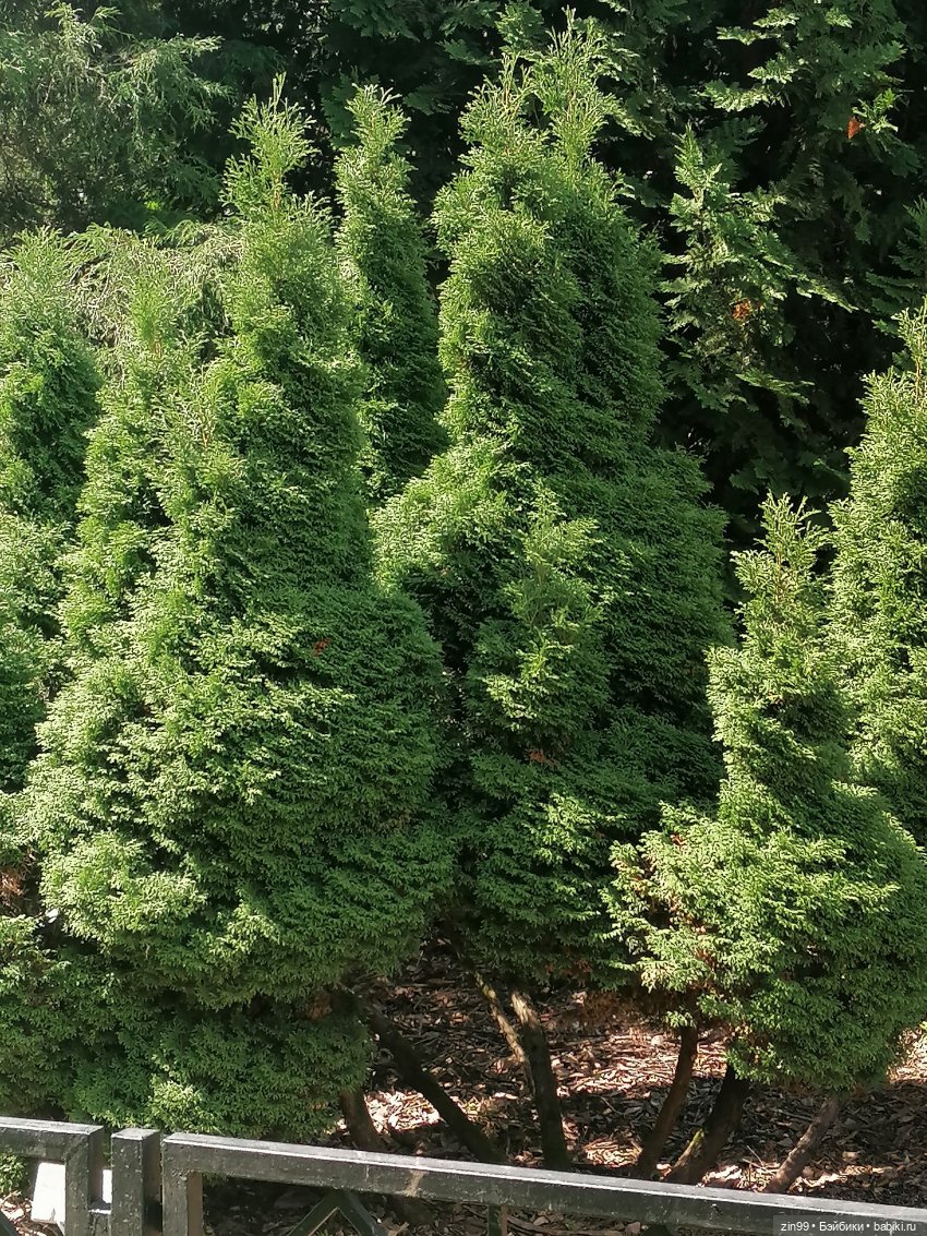 Главный Ботанический сад и ВДНХ