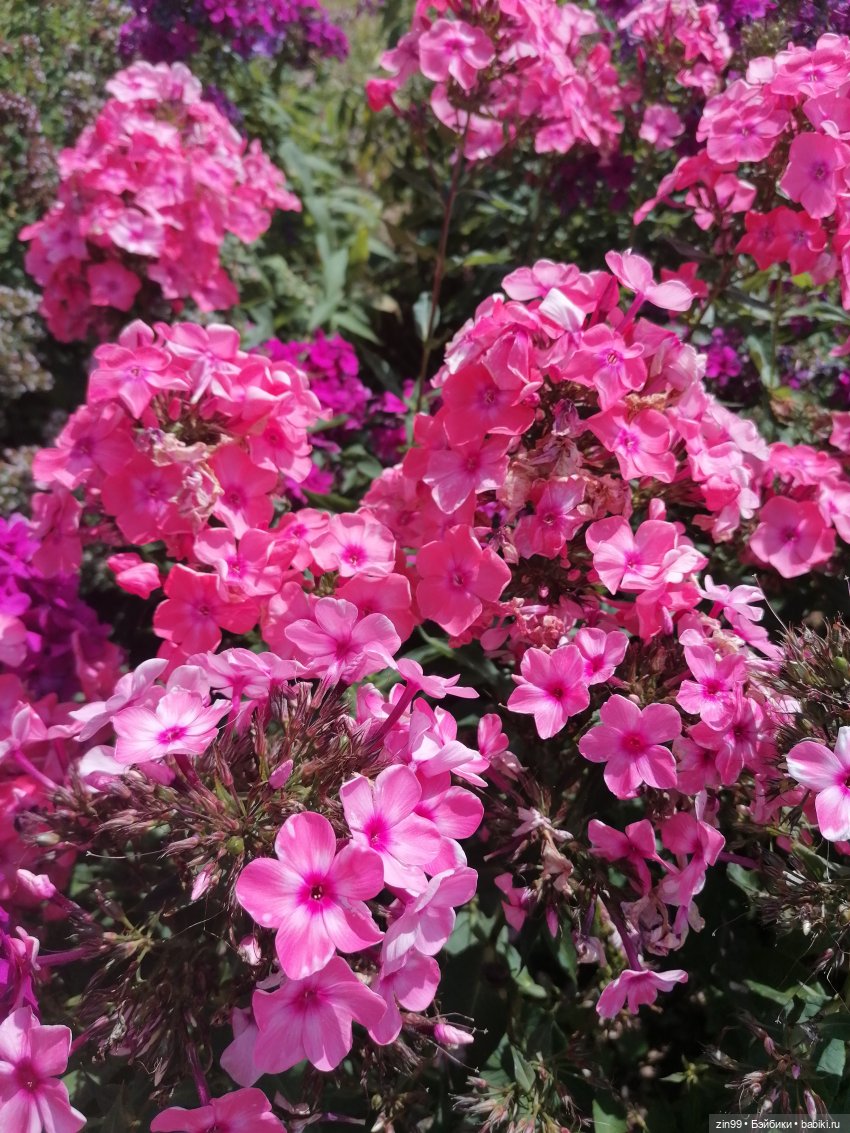 Главный Ботанический сад и ВДНХ