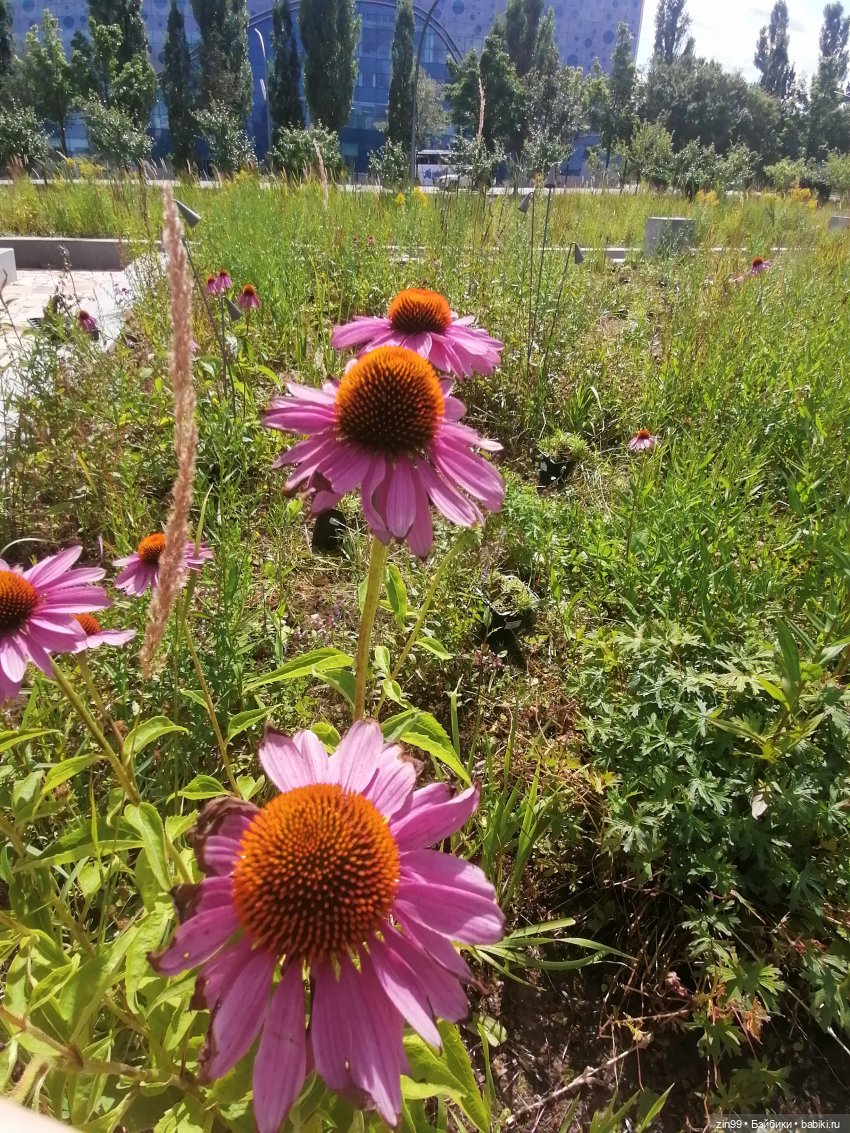 Главный Ботанический сад и ВДНХ