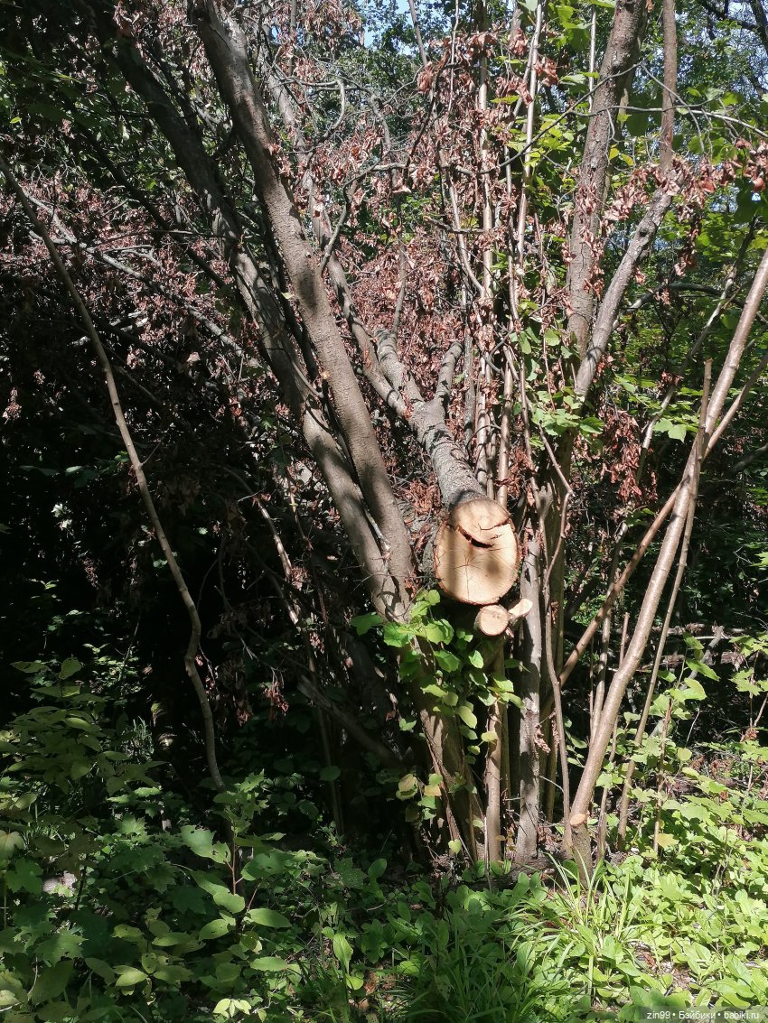 Главный Ботанический сад и ВДНХ