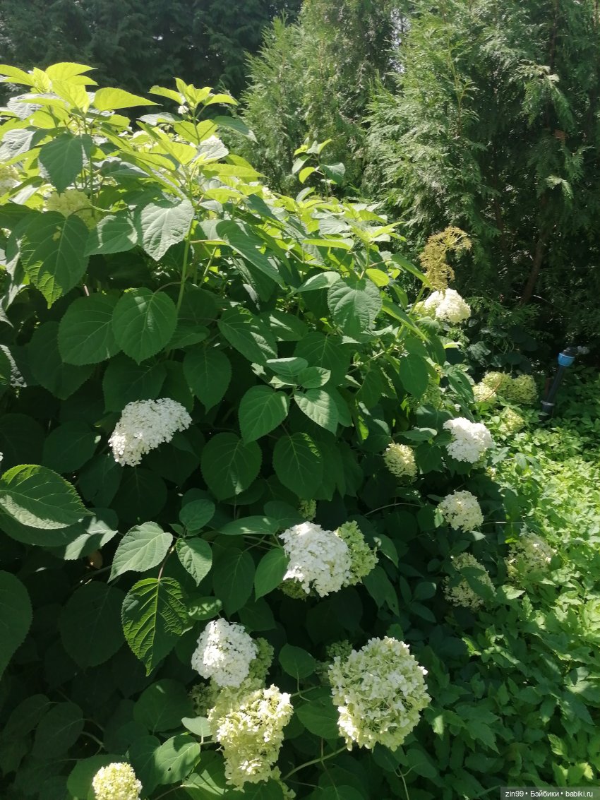 Главный Ботанический сад и ВДНХ