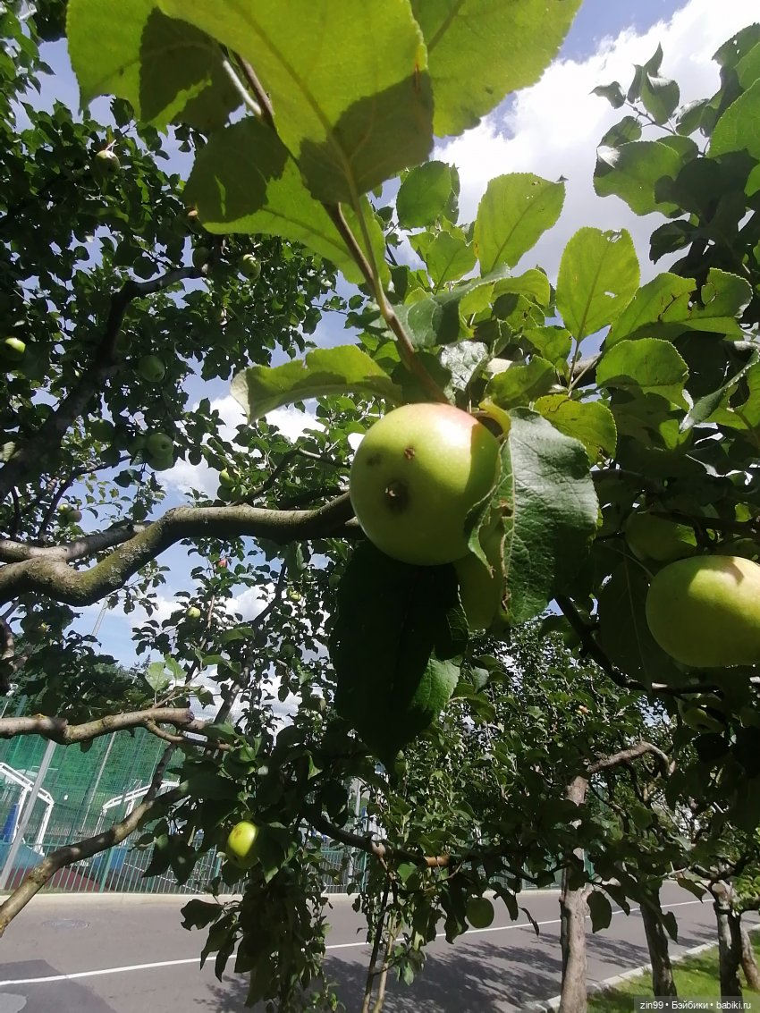 Главный Ботанический сад и ВДНХ