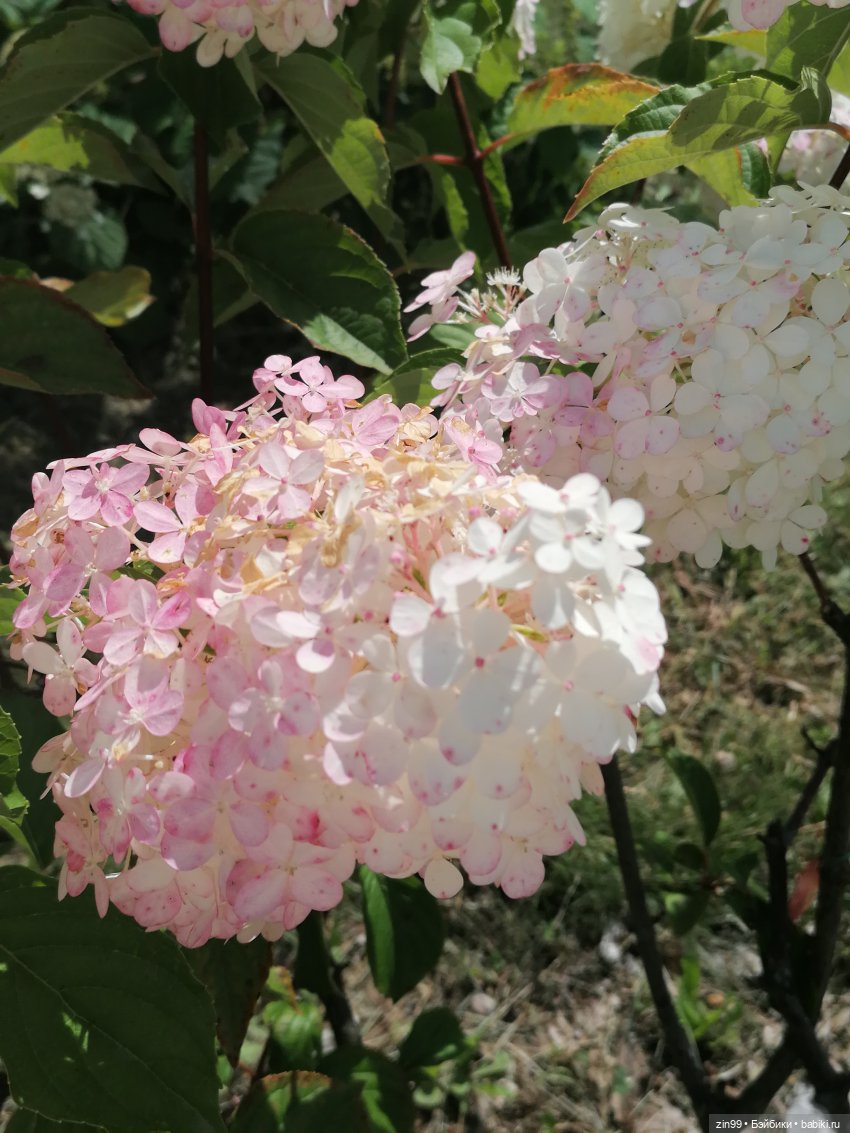 Главный Ботанический сад и ВДНХ