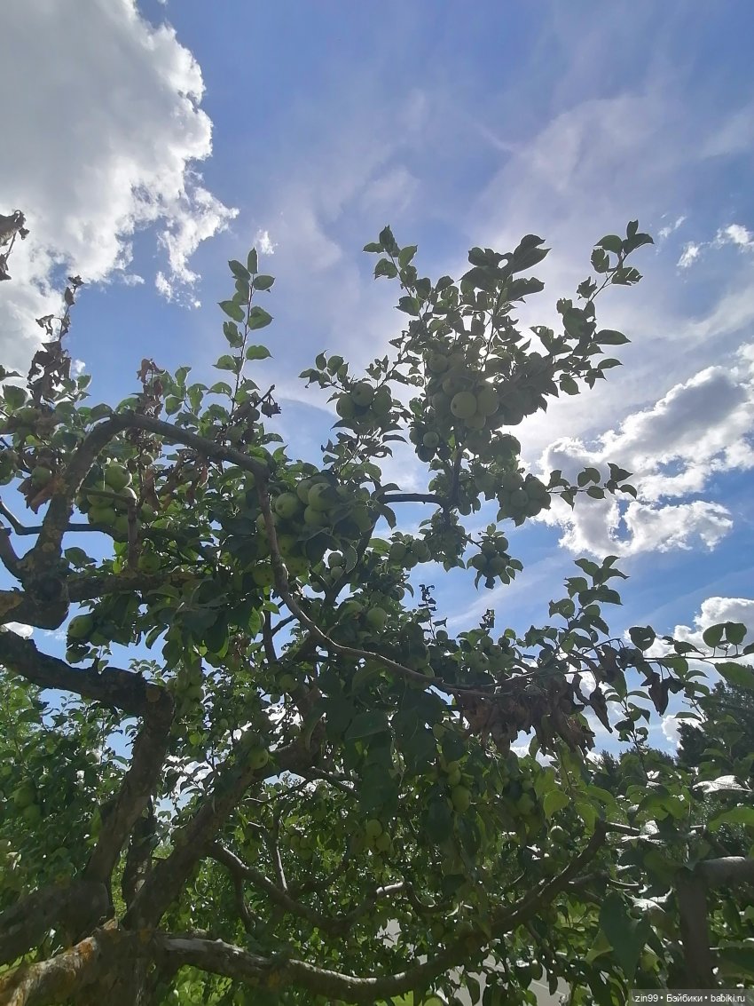 Главный Ботанический сад и ВДНХ