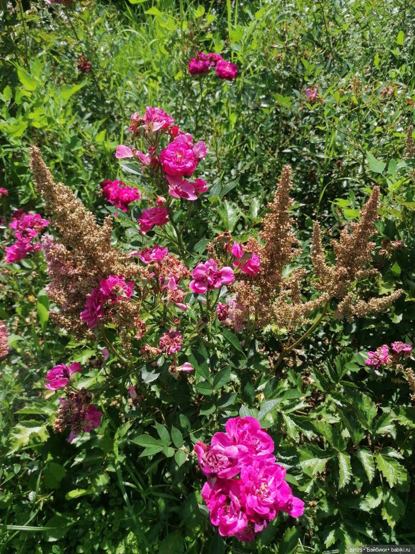 Главный Ботанический сад и ВДНХ