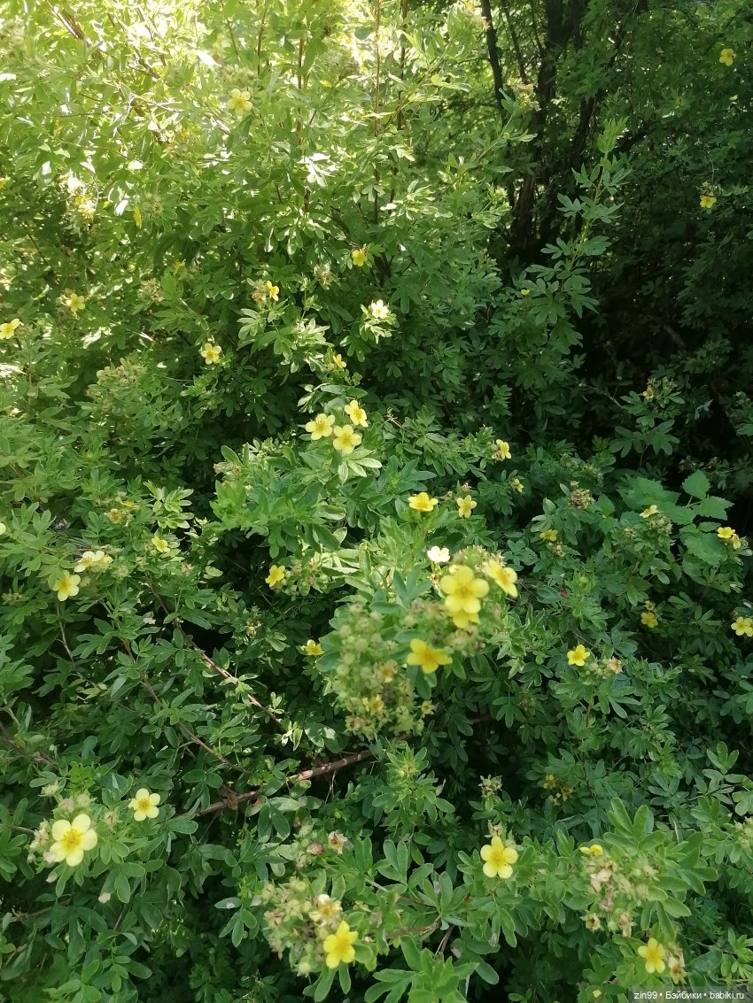 Главный Ботанический сад и ВДНХ